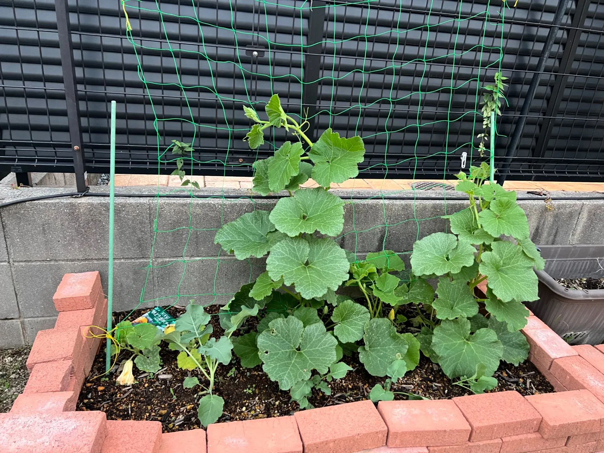 エールブランの野菜たち