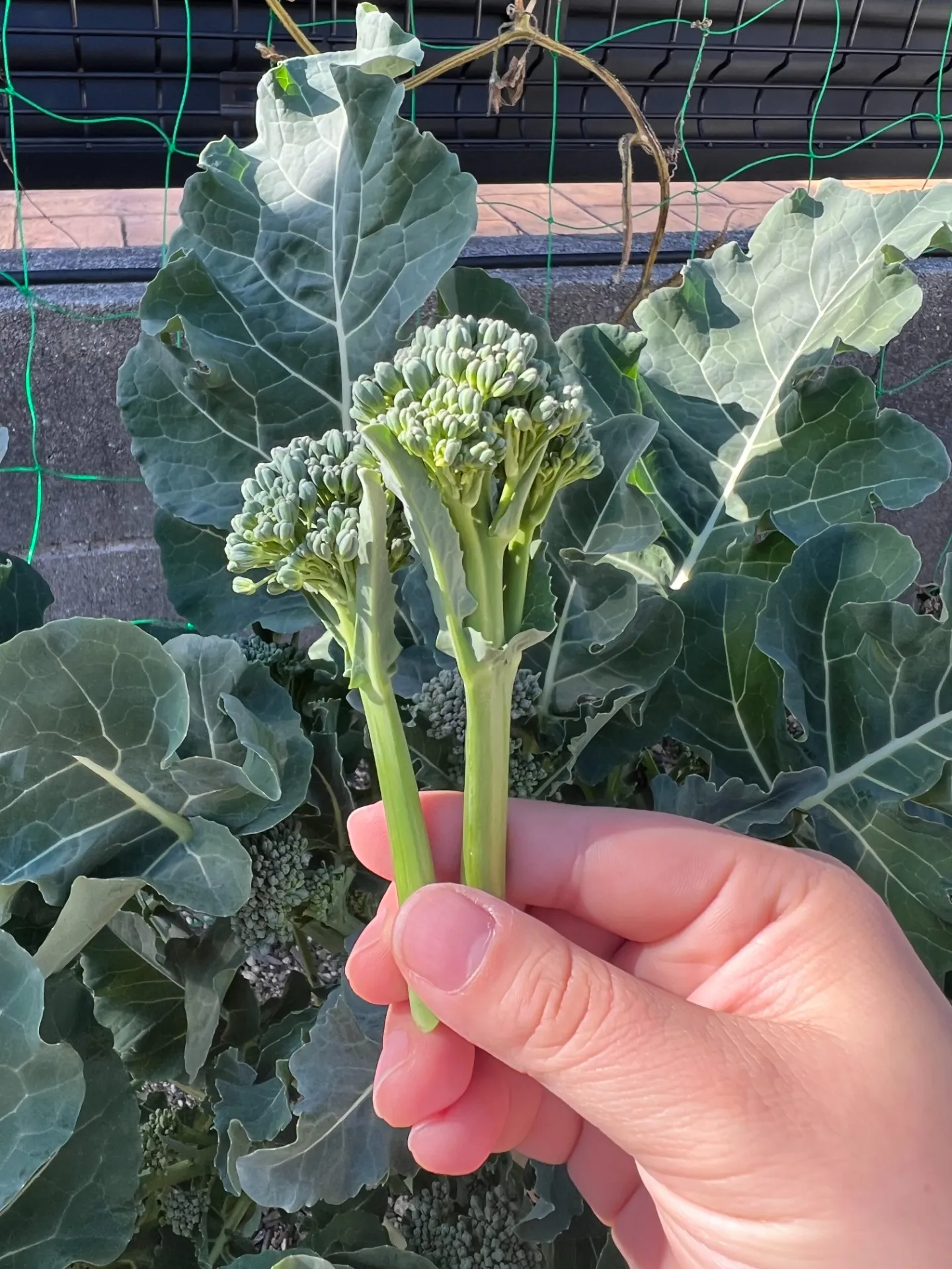 スティックブロッコリー🥦