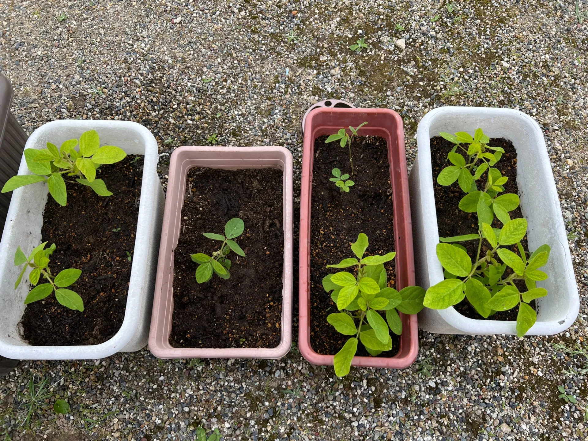 植物成長日記🌱